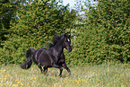 galloping arabian horse