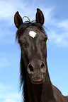 arabian horse portrait