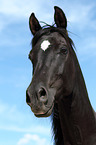 arabian horse portrait