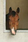 Arabian horse portrait