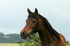 Arabian horse portrait