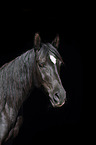 Arabian Horse Portrait