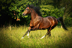 galloping arabian horse