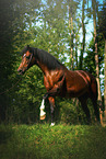 arabian horse