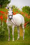 arabian horse