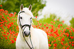 arabian horse portrait
