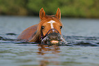 swimming arabian horse