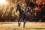 galloping Arabian Horse