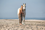woman and arabian horse