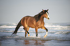 trotting arabian horse