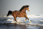 running arabian horse