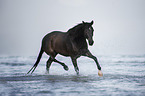 trotting arabian horse