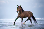 trotting arabian horse