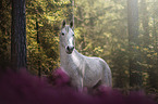 Arabian Horse