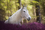 arabina horse lies in the heather