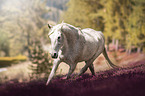 trotting arabian horse