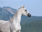 arabian horse