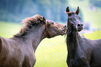 two arabian horses