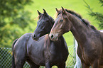 two arabian horses