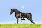 arabian horse