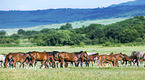 herd of arabian horses