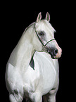 arabian horse