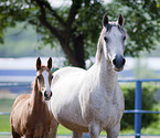 arabian mare with foal