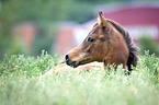 Arabian Horse foal