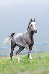 arabian horse