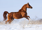 running arabian horse