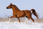 trotting arabian horse