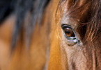 arabian horse eye