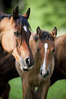 arabian mare with foal