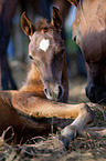 Arabian Horse foal