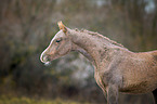 Arabian Horse foal