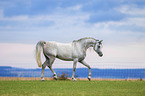 arabian horse