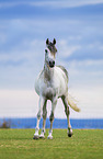 arabian horse