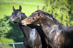 two arabian horses