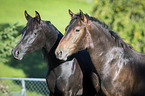 two arabian horses