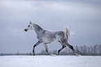 arabian horse