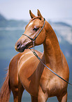 arabian horse portrait