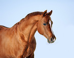 arabian horse portrait