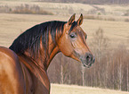 arabian horse portrait