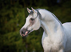 arabian horse