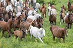 arabian horse