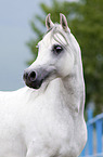 arabian horse