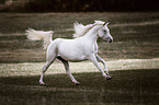 running Arabian Horse