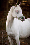Arabian Horse