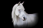 Arabian Horse portrait