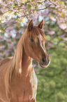 Arabian Horse portrait